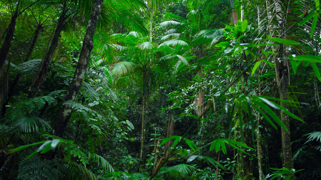 FRANCE CULTURE – Carbon offset programs in African tropical forests : crisis or new Eldorado ?